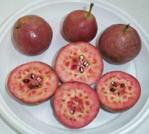  cocomerina