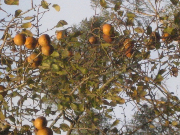  codorno