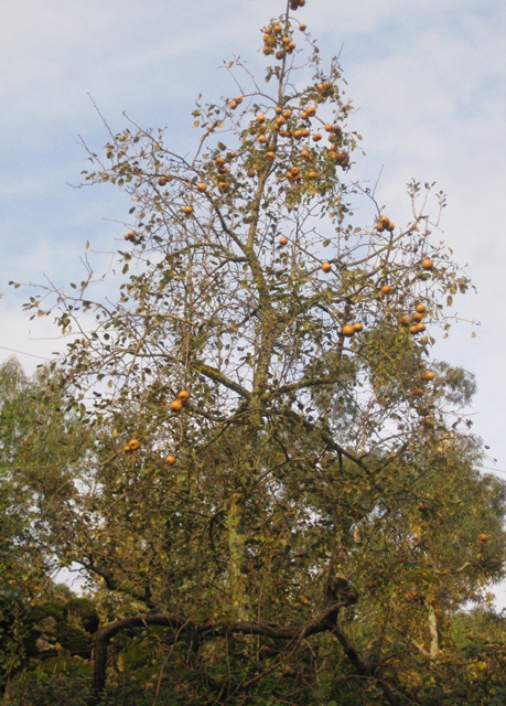  codorno