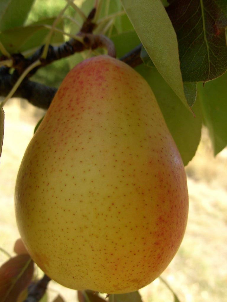 coscia
