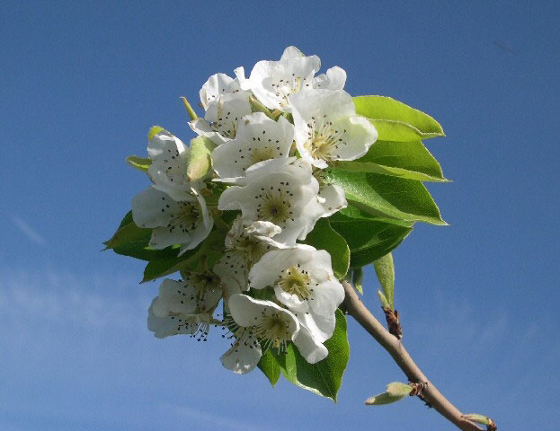  crémesine