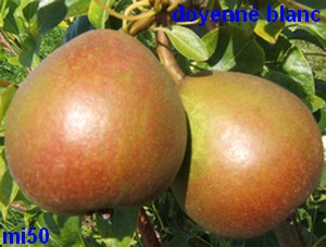  doyenné blanc