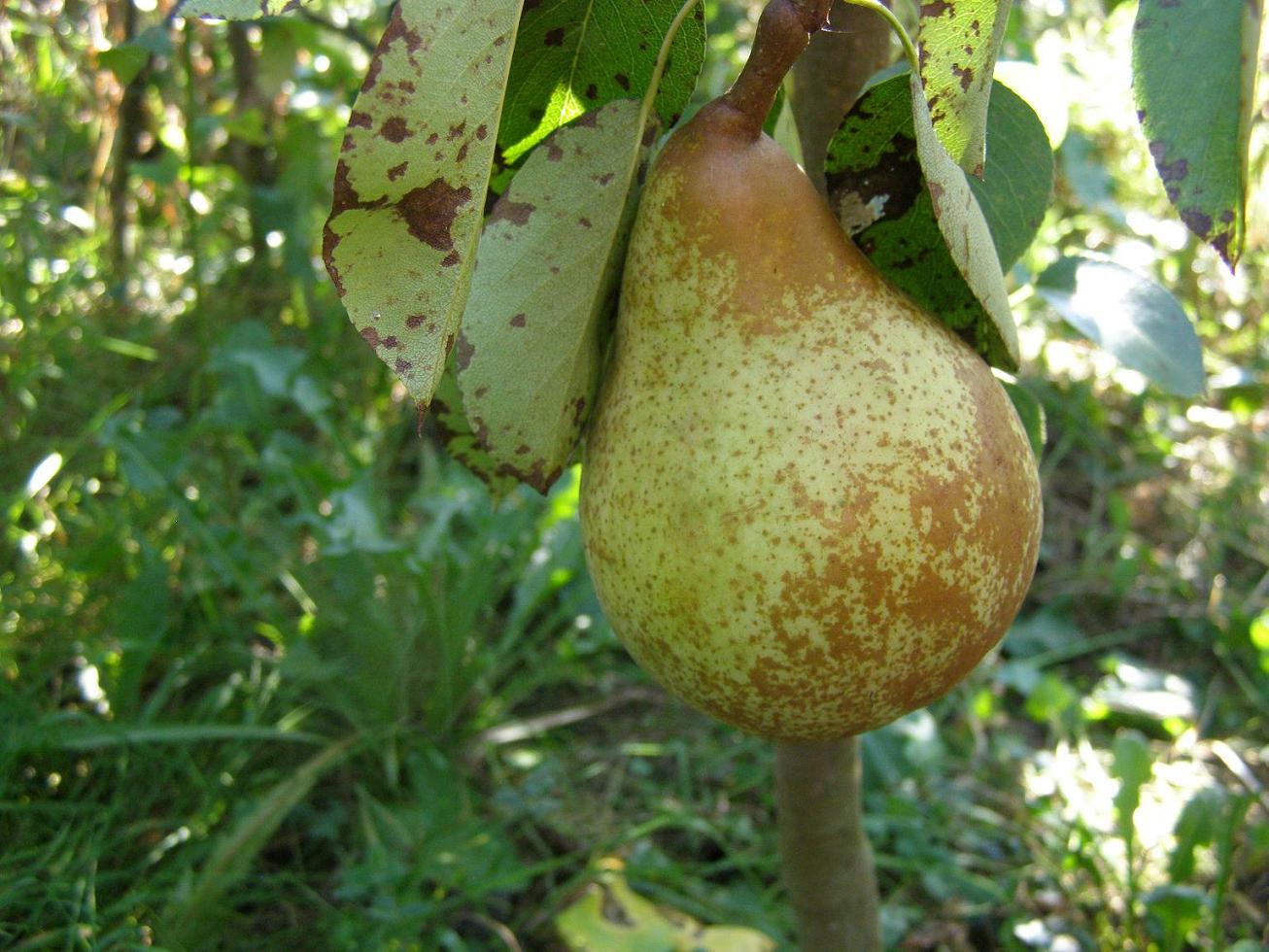  duchesse d angouleme