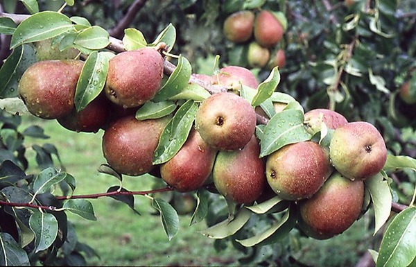  eckehart