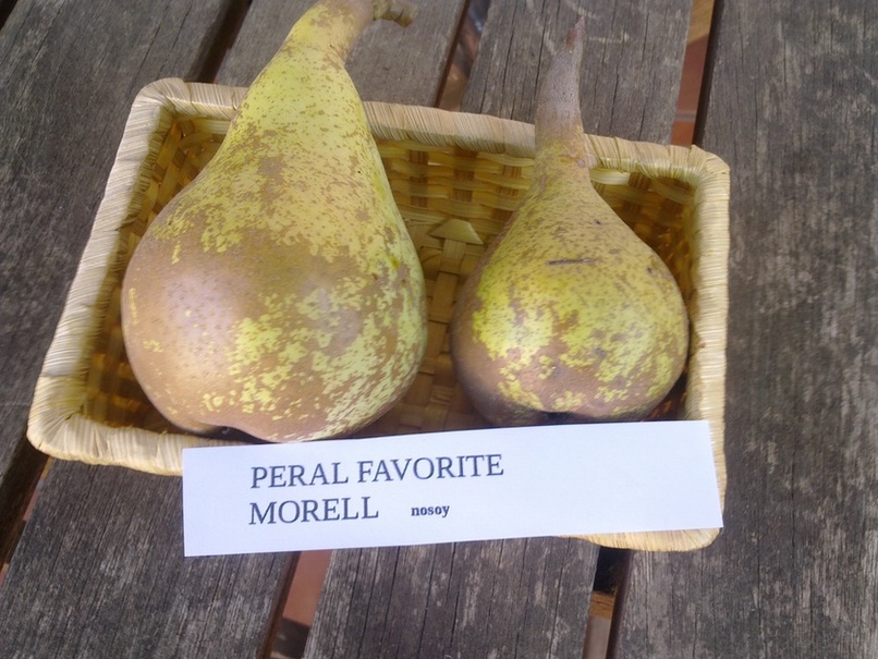  favorite morel