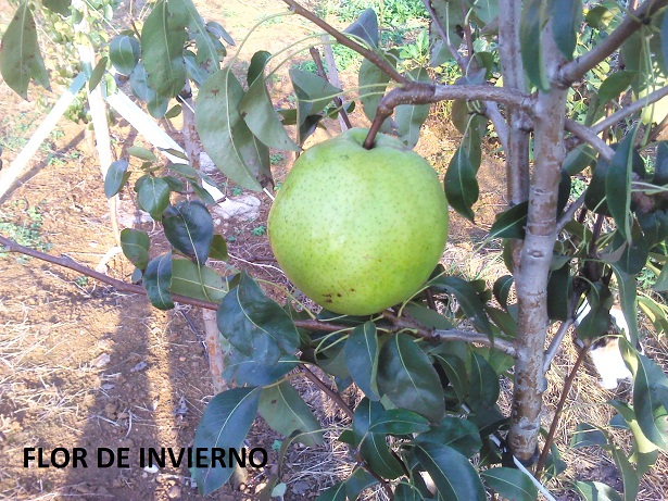  flor de invierno