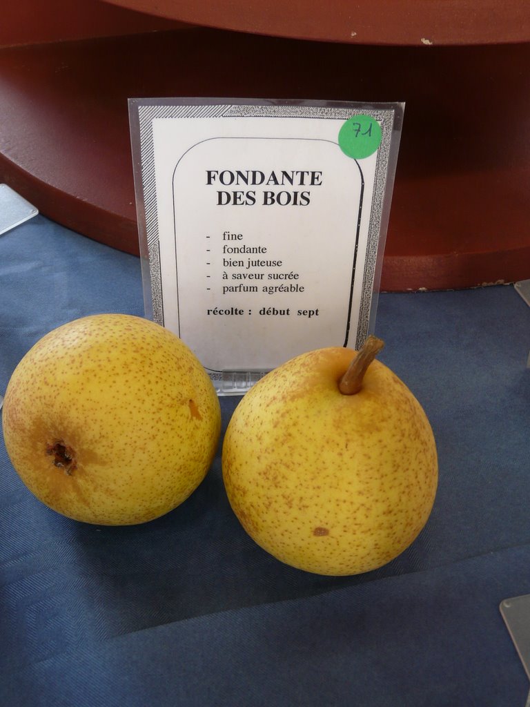  fondante des bois
