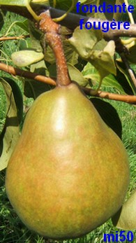  fondante  fougère
