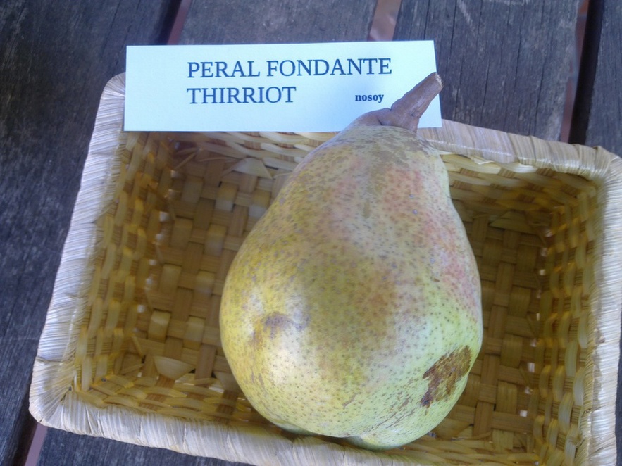  Fondante Thirriot