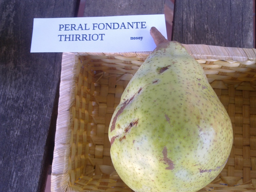  Fondante Thirriot