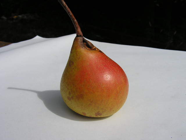  formiga de covide