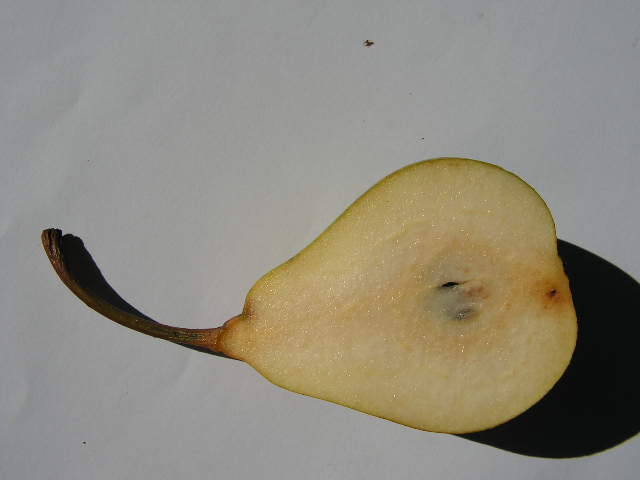  formiga de covide