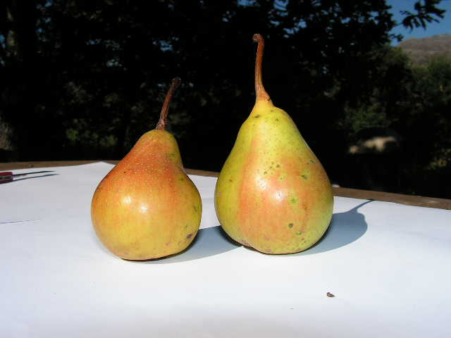  formiga de covide
