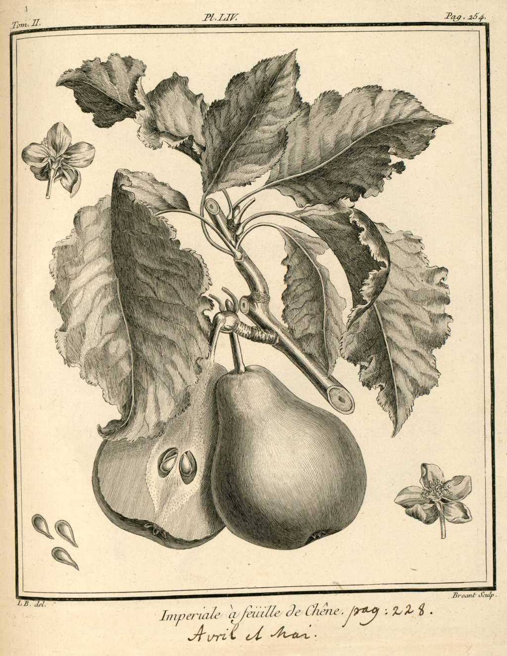 impériale feuille de chêne