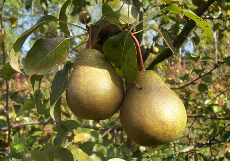  madernassa