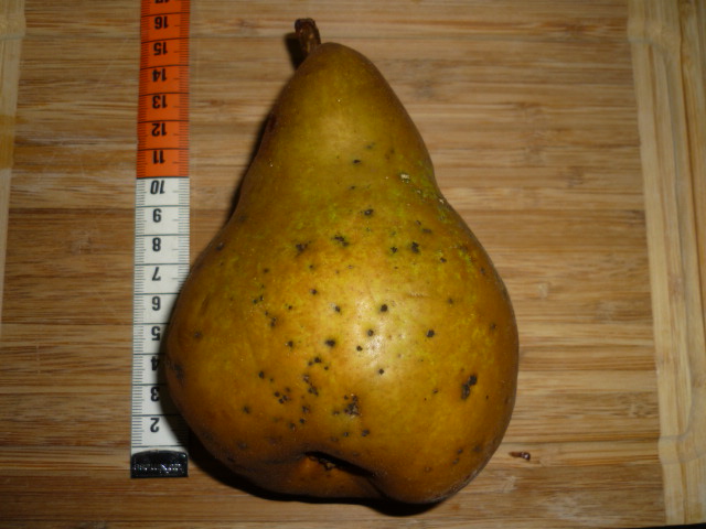  mantega