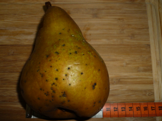  mantega