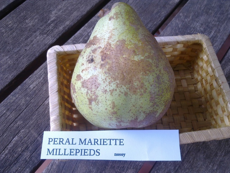  mariette de millepieds