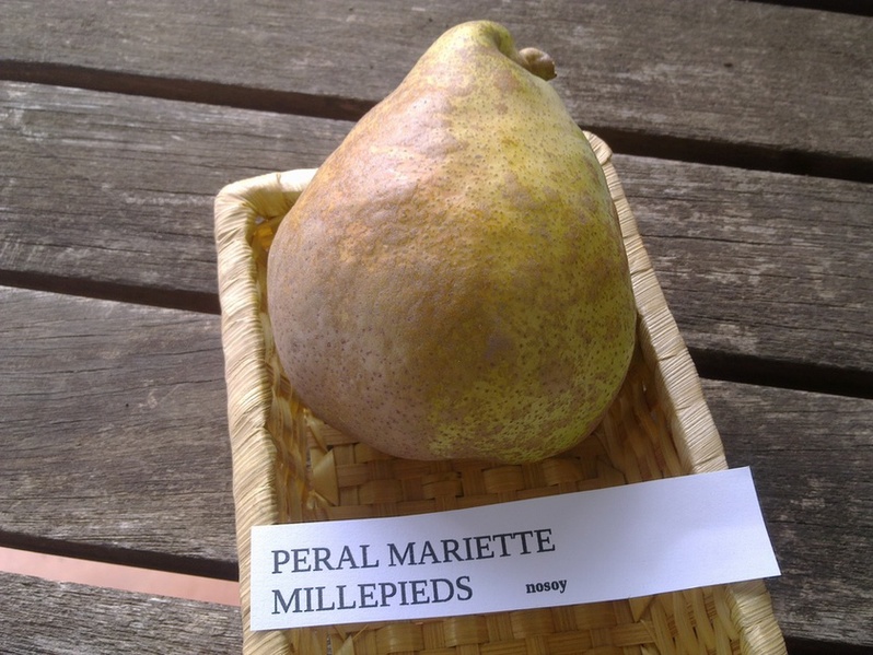  mariette de millepieds