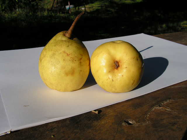  marmela paçal