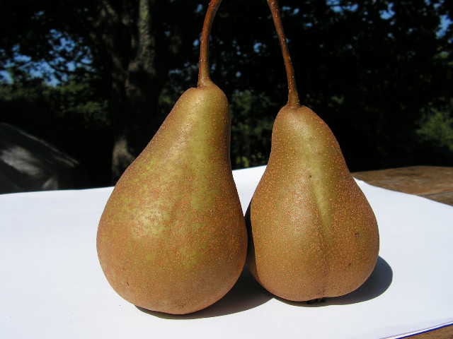  mulata