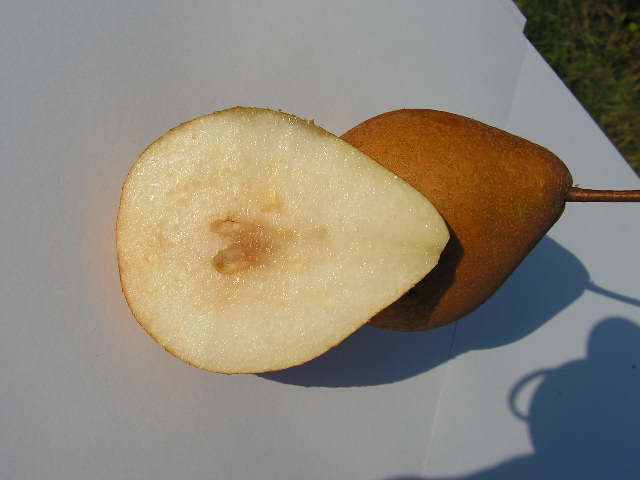  mulata do padre