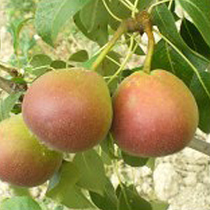  muscat fleuri