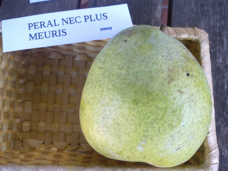  nec  plus  ultra