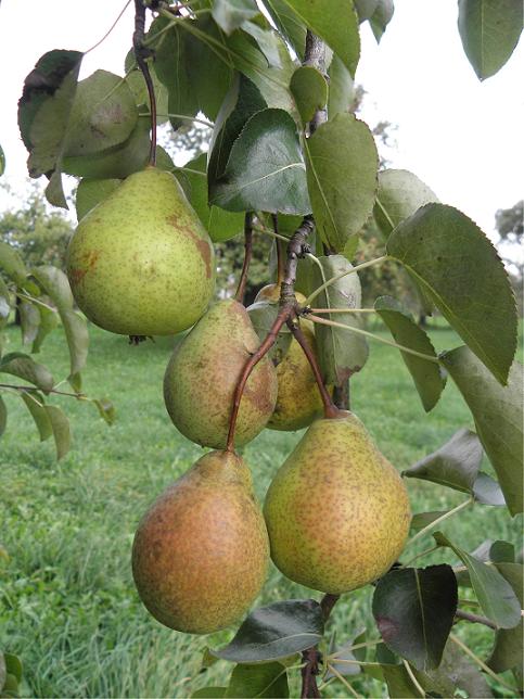  ottenbacher scheller