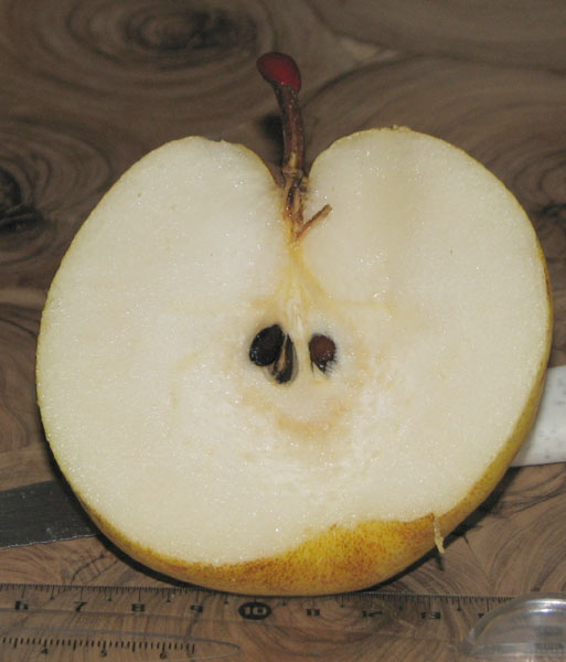  passe-crassane