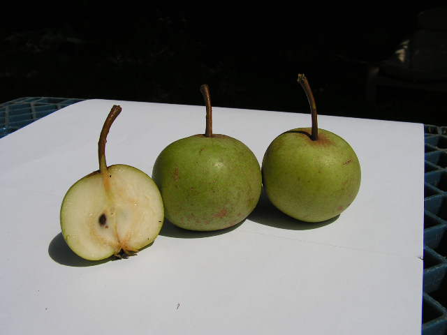  perola branca
