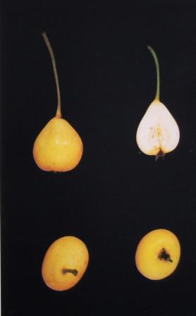  piringinu