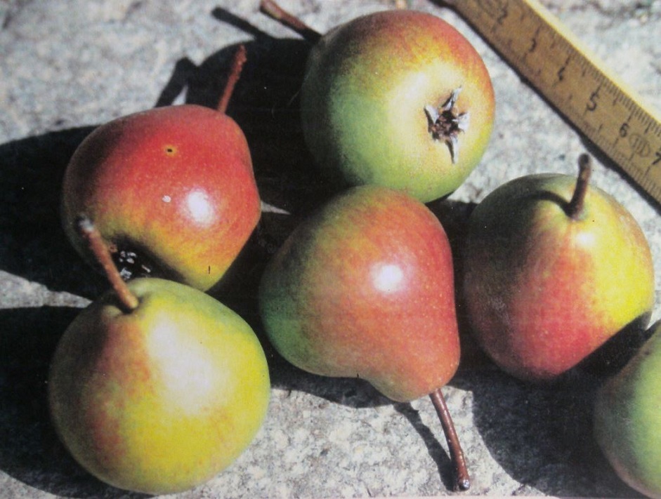  poire de mouton