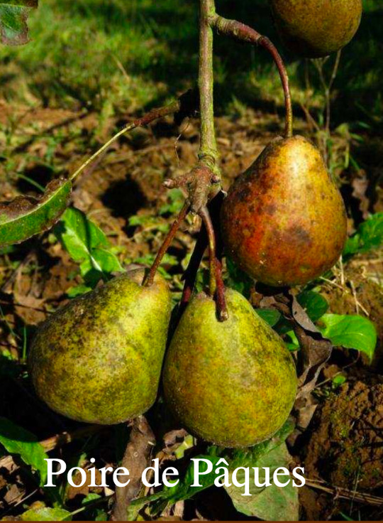  poire de paques