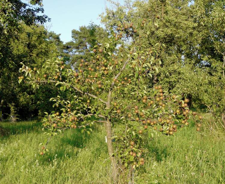  pyrus cordata