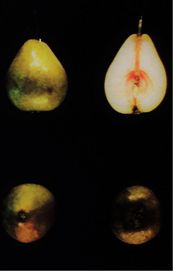  sanguigna sarda-sanguine sarde
