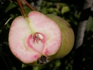  sanguine de france