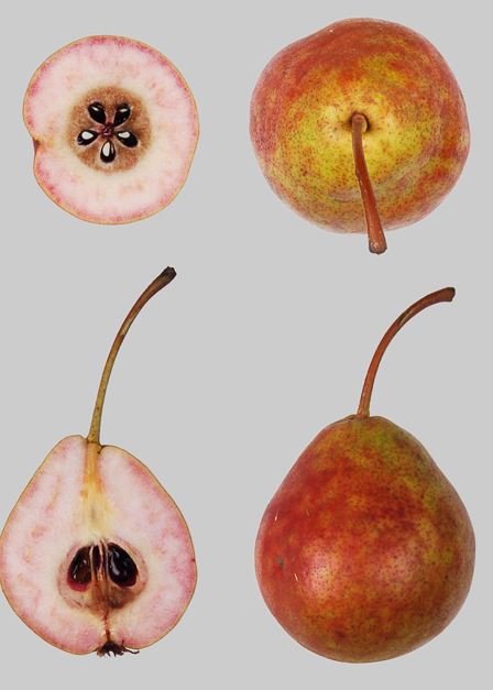  sanguine de magden