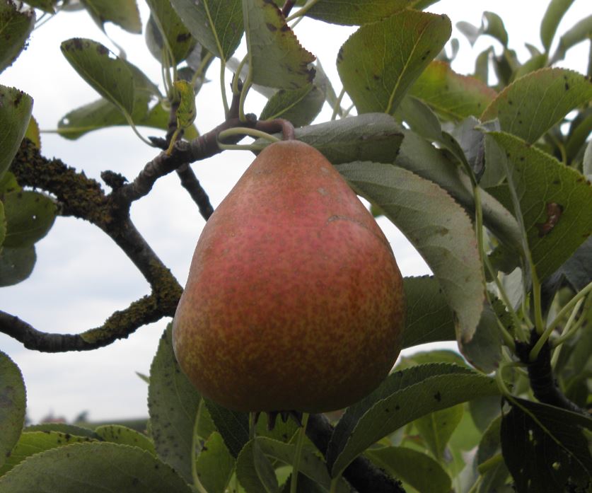  schokoladenbirne