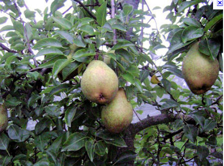  williams duchesse