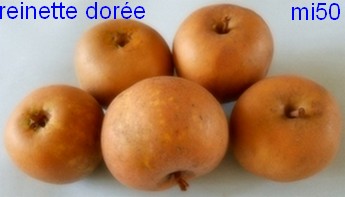  Reinette dorée