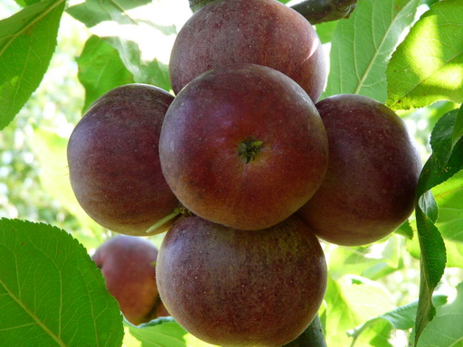  abrika