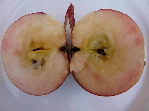  abrika