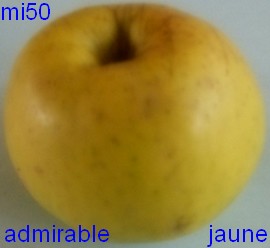  admirable jaune