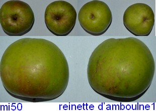  amboulne
