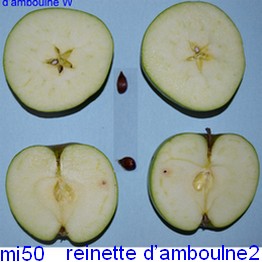  amboulne
