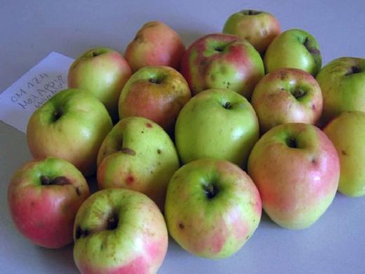  appio