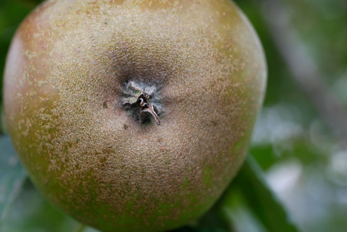  ashmeads  kernel