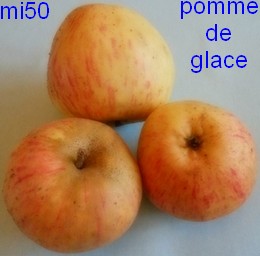 astrakan blanche