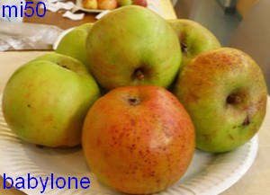  babylone